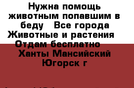 Нужна помощь животным попавшим в беду - Все города Животные и растения » Отдам бесплатно   . Ханты-Мансийский,Югорск г.